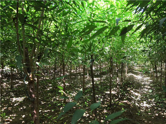 沭阳长景园林山桃种植基地实拍图片