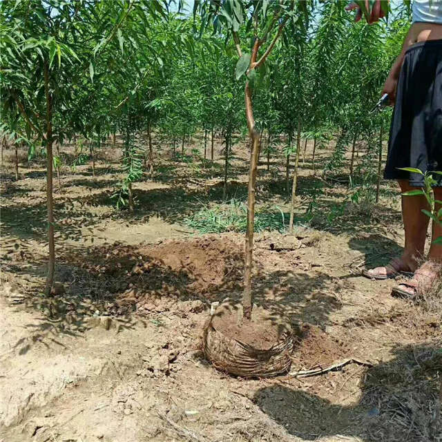 沭阳长景园林山桃种植基地实拍图片