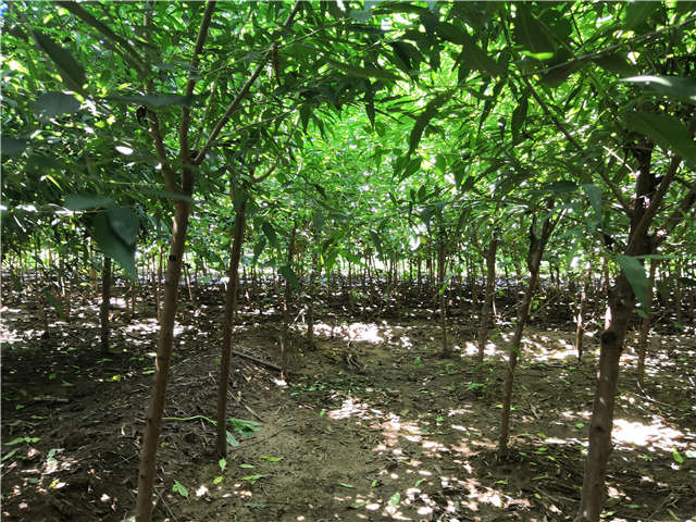 沭阳长景园林山桃种植基地实拍图片