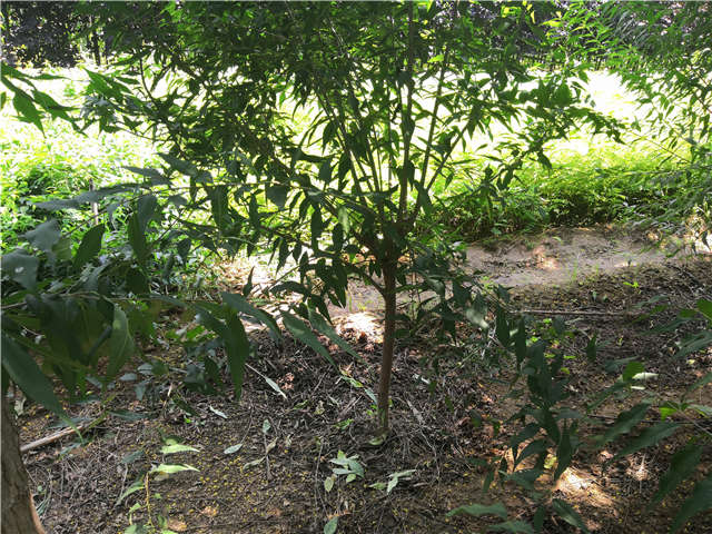 沭阳长景园林山桃种植基地实拍图片