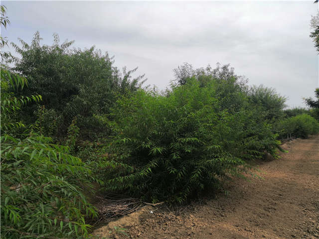 沭阳长景园林山桃种植基地实拍图片