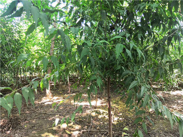 沭阳长景园林山桃种植基地实拍图片