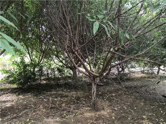 沭阳长景园林山桃种植基地实拍图片