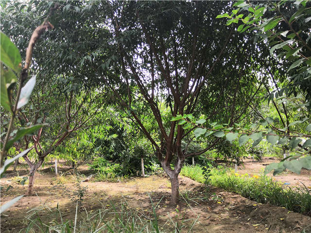 沭阳长景园林山桃种植基地实拍图片