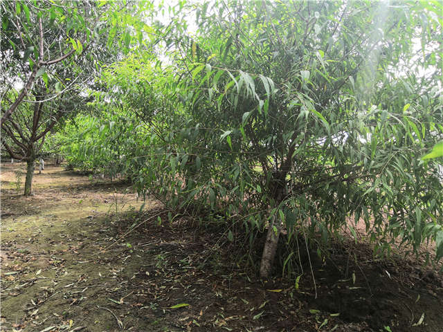 沭阳长景园林山桃种植基地实拍图片