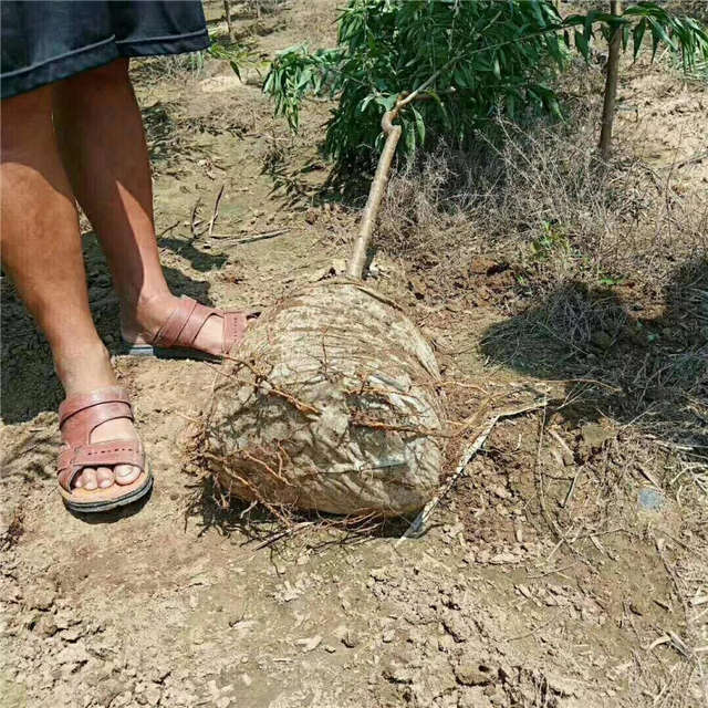 沭阳长景园林山桃种植基地实拍图片