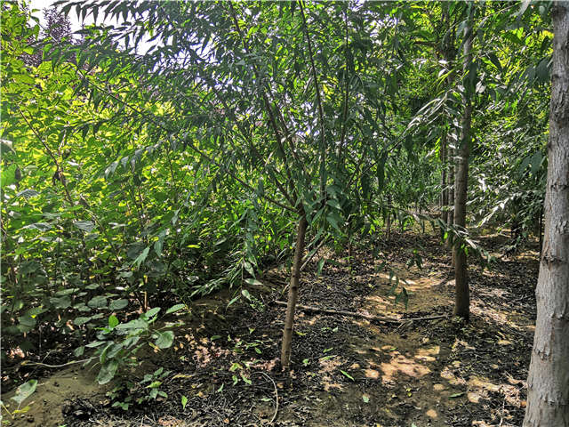 沭阳长景园林山桃种植基地实拍图片