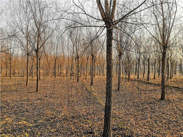 原生发冒垂柳基地实拍 原生发冒垂柳基地实拍