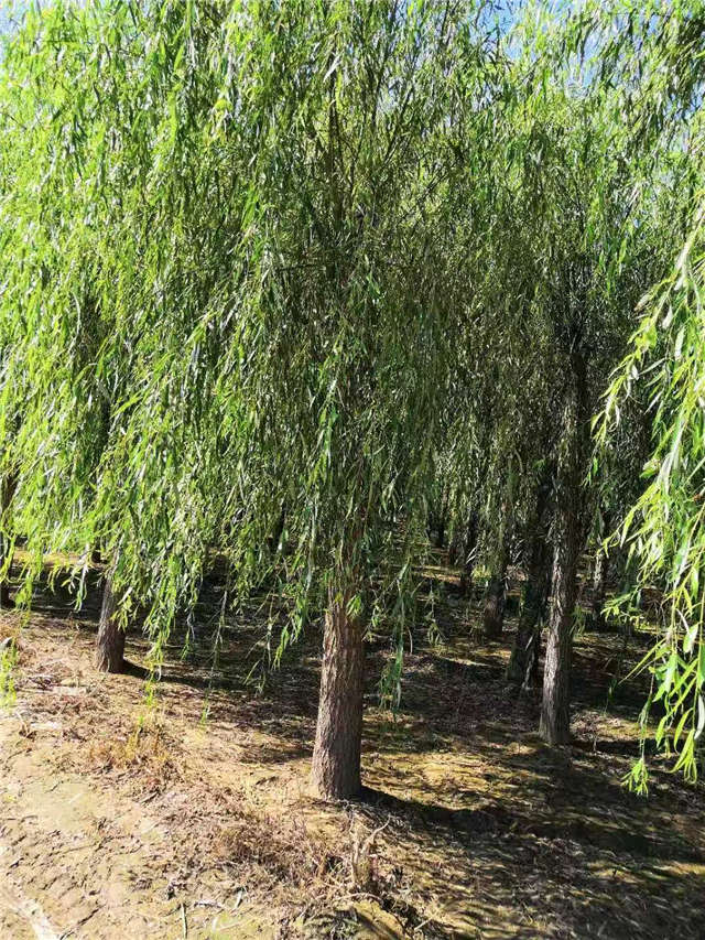 嫁接垂柳基地实拍 嫁接垂柳基地实拍