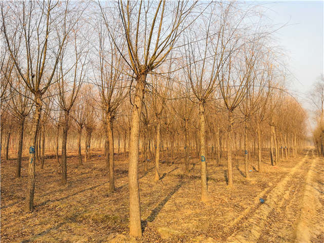 原生发冒垂柳基地实拍 原生发冒垂柳基地实拍
