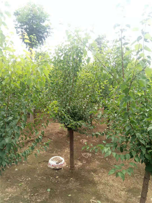 沭阳长景园林山杏种植基地实拍图片