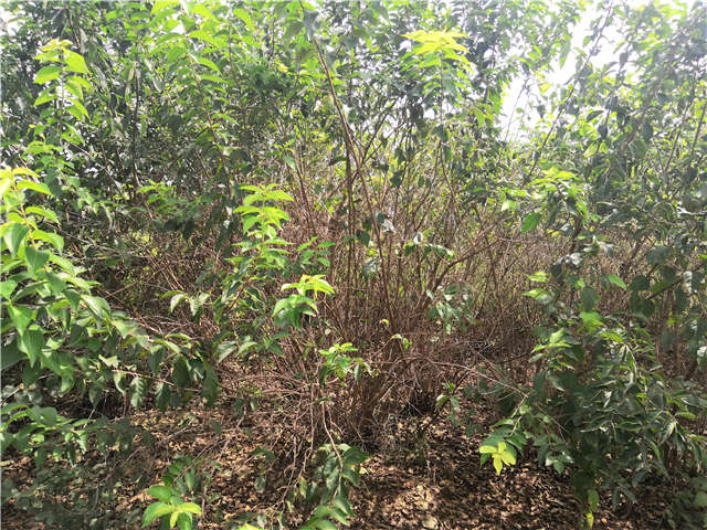 沭阳长景园林金银木种植基地实拍图片