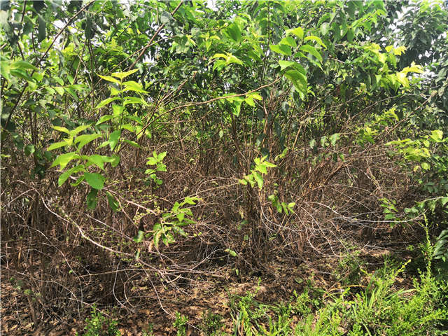 沭阳长景园林金银木种植基地实拍图片