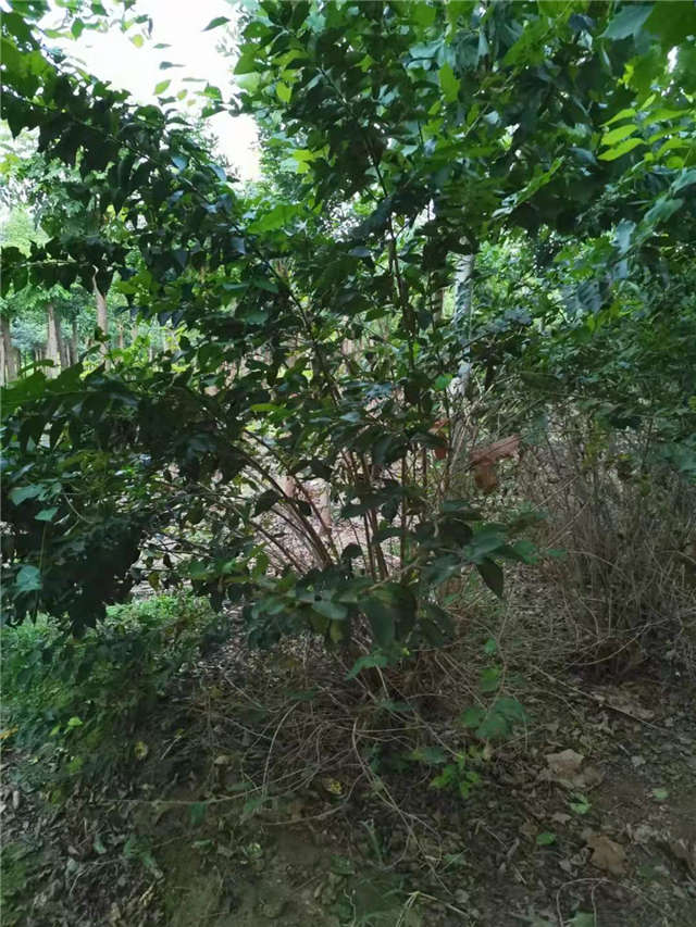 沭阳长景园林金银木种植基地实拍图片