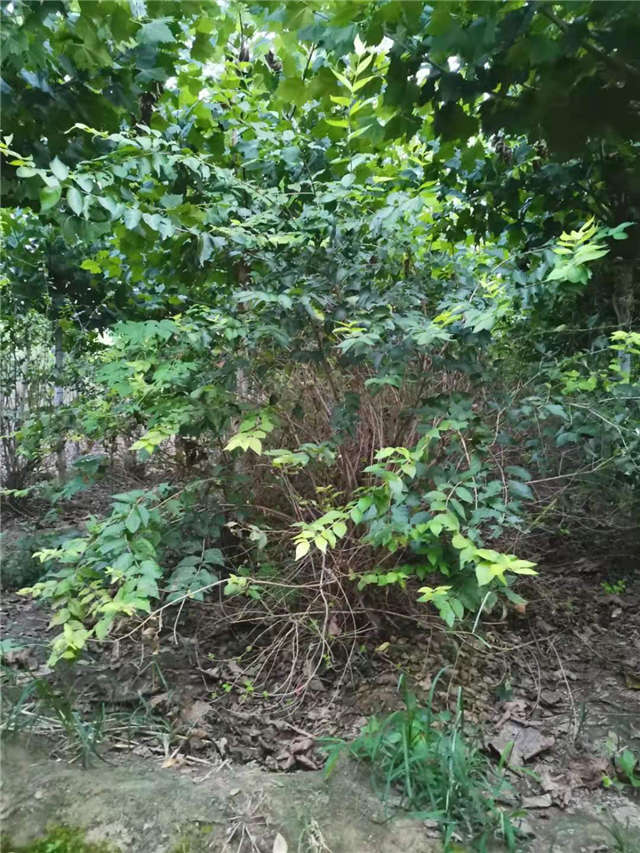 沭阳长景园林金银木种植基地实拍图片