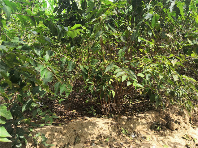 沭阳长景园林金银木种植基地实拍图片