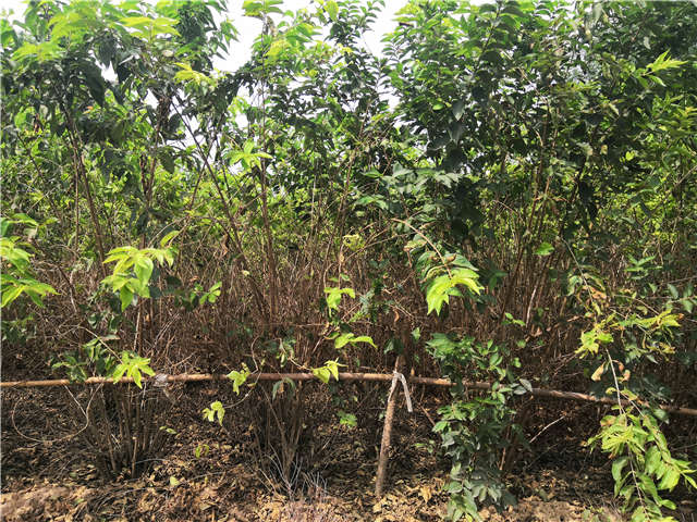 沭阳长景园林金银木种植基地实拍图片