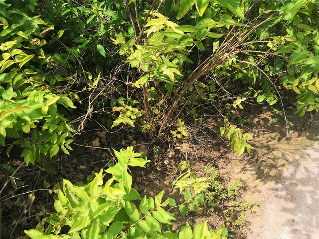 沭阳长景园林金银木种植基地实拍图片
