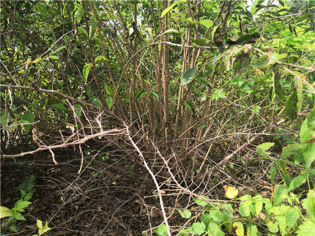 沭阳长景园林金银木种植基地实拍图片
