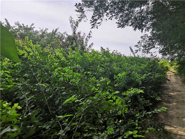 沭阳长景园林金银木种植基地实拍图片