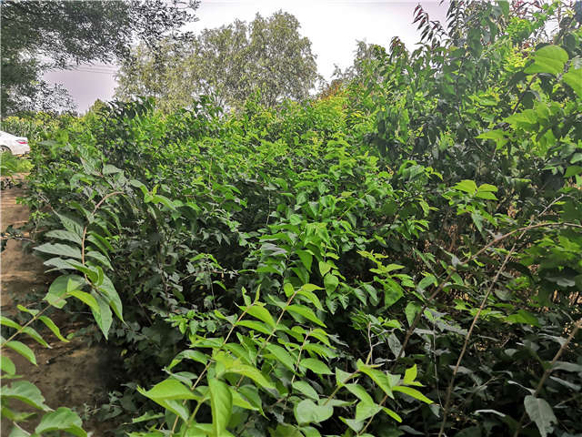 沭阳长景园林金银木种植基地实拍图片
