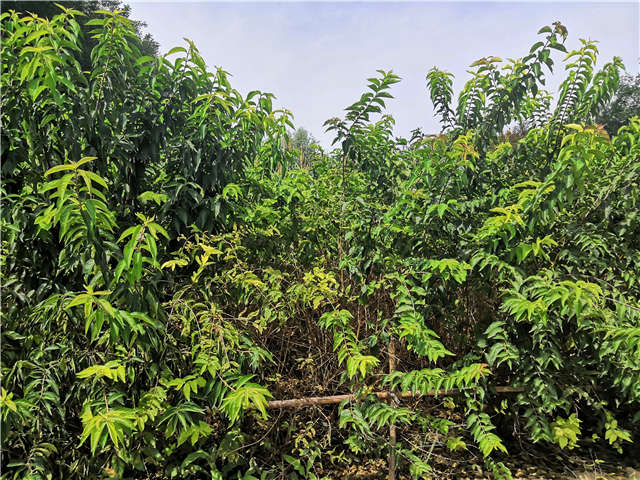沭阳长景园林金银木种植基地实拍图片