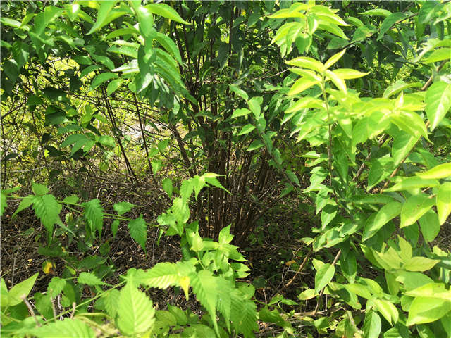 沭阳长景园林金银木种植基地实拍图片