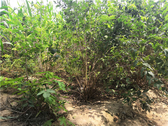 沭阳长景园林金银木种植基地实拍图片