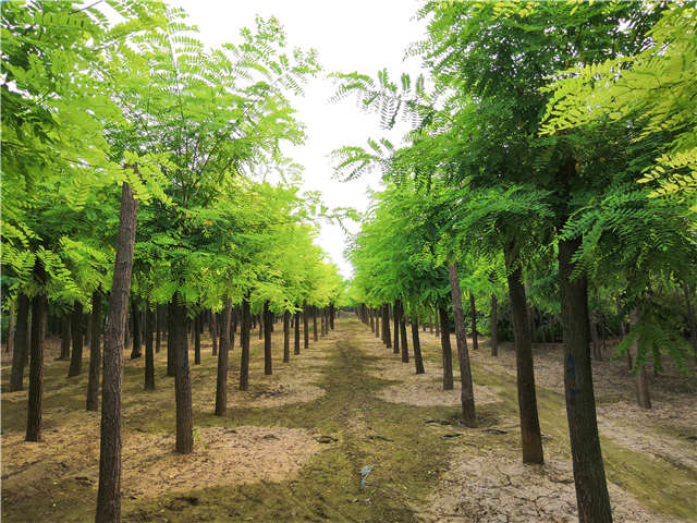 沭阳长景园林洋槐种植基地实拍图片