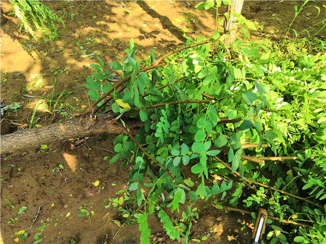 沭阳长景园林洋槐种植基地实拍图片