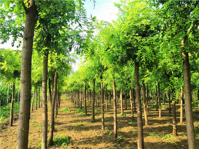 沭阳长景园林洋槐种植基地实拍图片