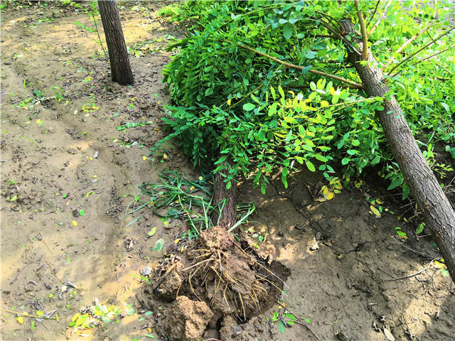 沭阳长景园林洋槐种植基地实拍图片