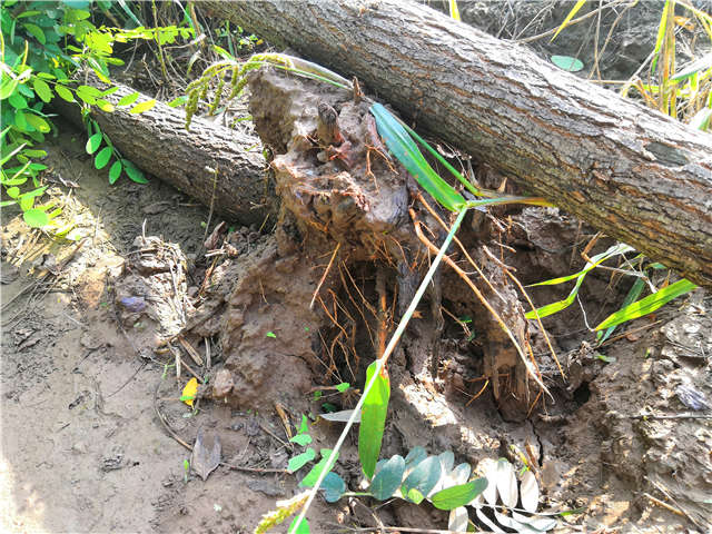 沭阳长景园林洋槐种植基地实拍图片