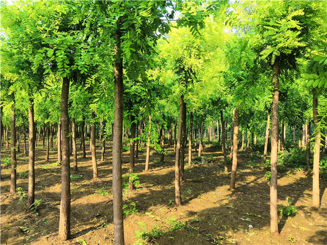 沭阳长景园林洋槐种植基地实拍图片