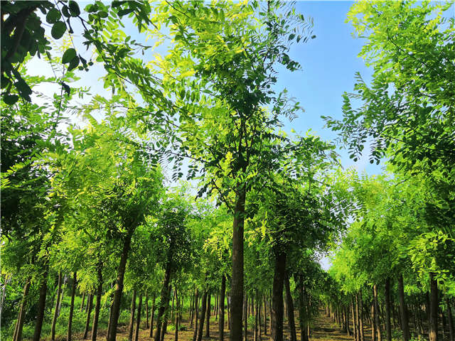 沭阳长景园林洋槐种植基地实拍图片