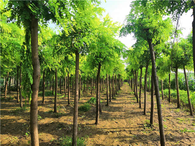沭阳长景园林洋槐种植基地实拍图片