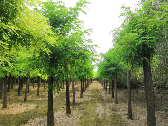 沭阳长景园林洋槐种植基地实拍图片