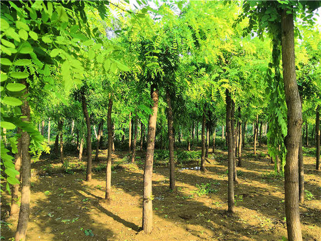沭阳长景园林洋槐种植基地实拍图片