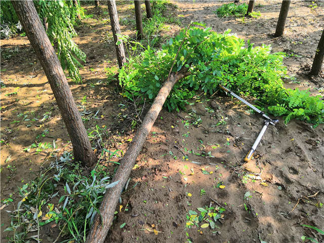 沭阳长景园林洋槐种植基地实拍图片