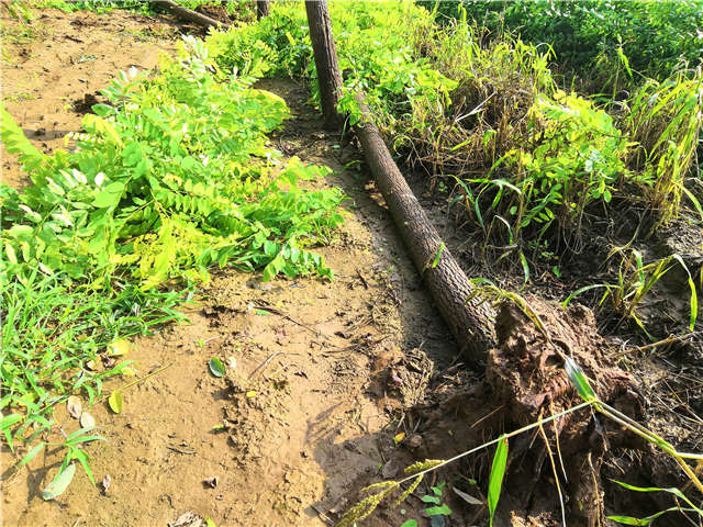 沭阳长景园林洋槐种植基地实拍图片