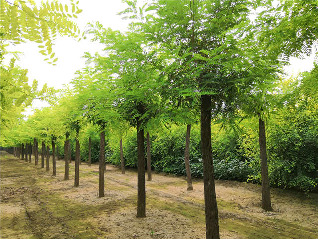 沭阳长景园林洋槐种植基地实拍图片