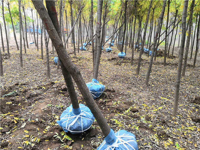 沭阳长景园林洋槐种植基地实拍图片