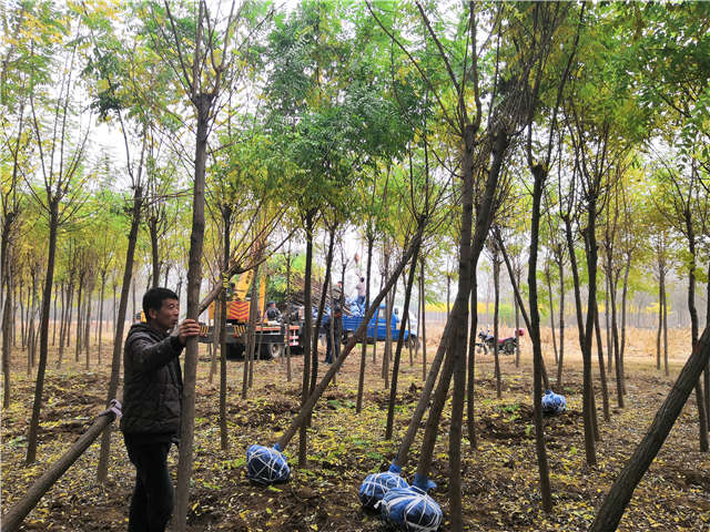 沭阳长景园林洋槐种植基地实拍图片