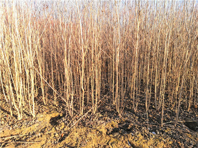 丛生木槿照片种植基地实拍