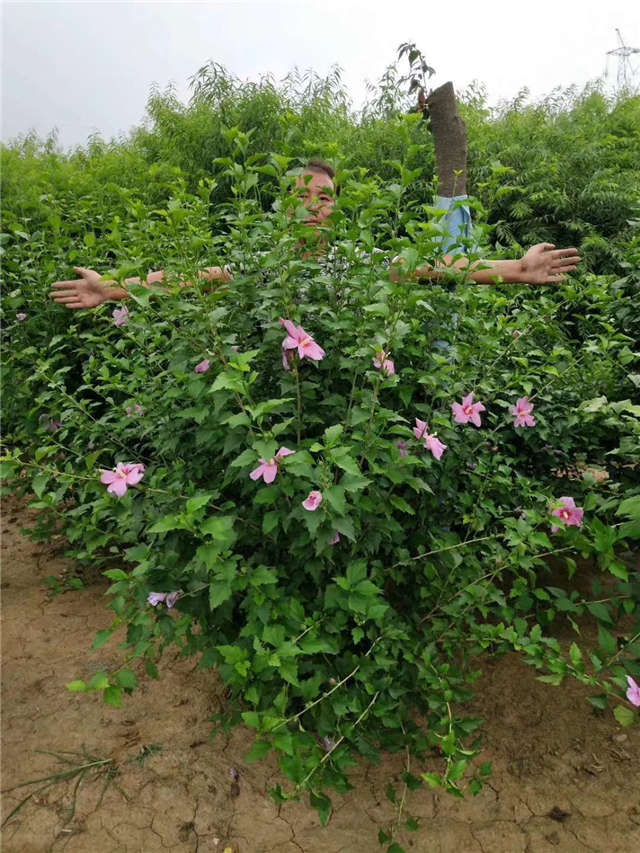 丛生木槿照片种植基地实拍