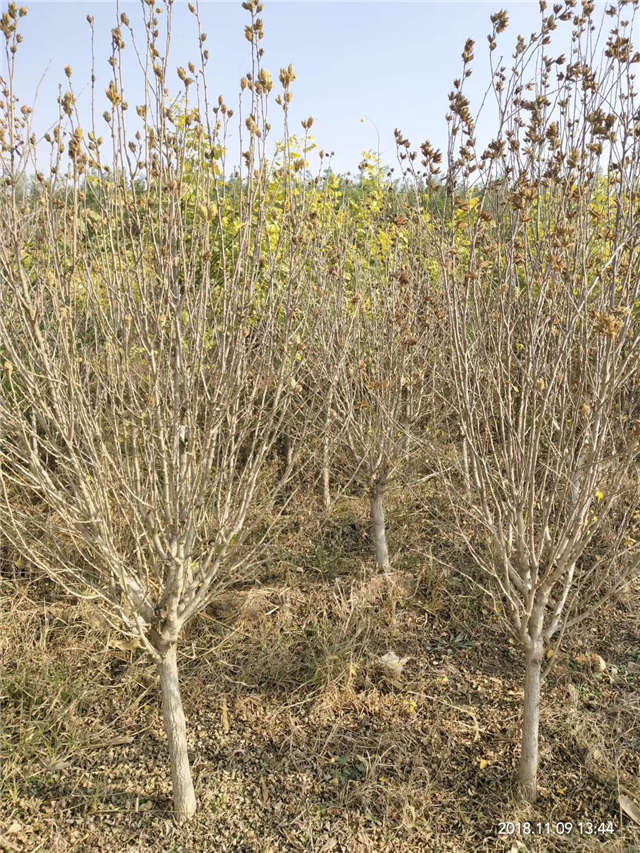 独干木槿照片种植基地实拍
