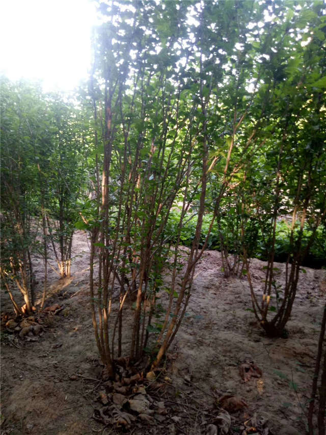 丛生木槿照片种植基地实拍