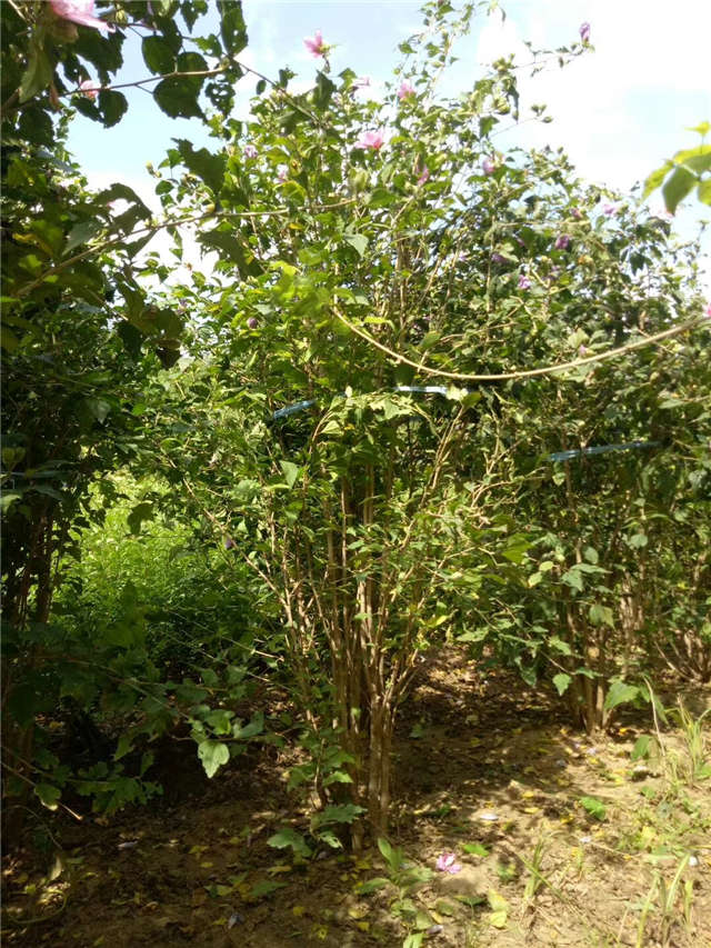 丛生木槿照片种植基地实拍