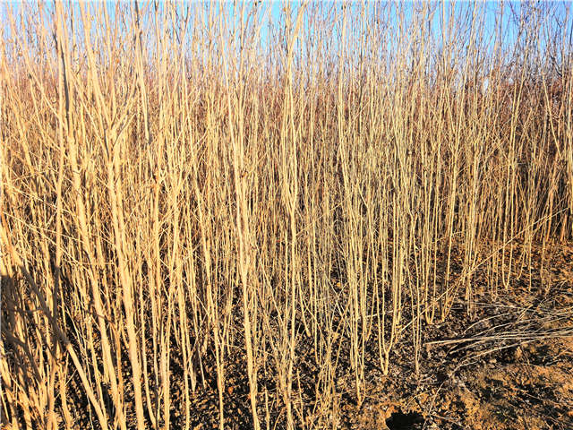 丛生木槿照片种植基地实拍