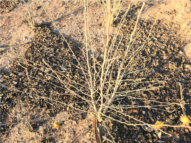 丛生木槿照片种植基地实拍